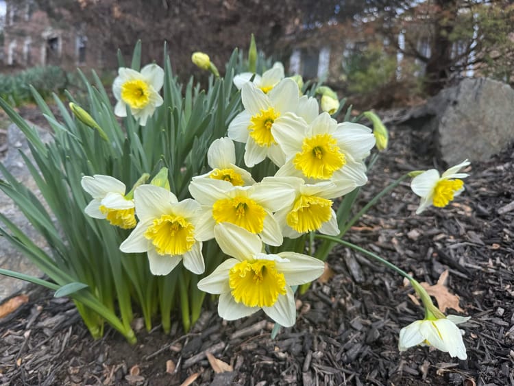 🌼 Flower of the Day: Daffodil